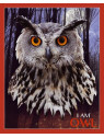 MADD CAPP,  Puzzle konturowe I AM - Sowa 550 elem.