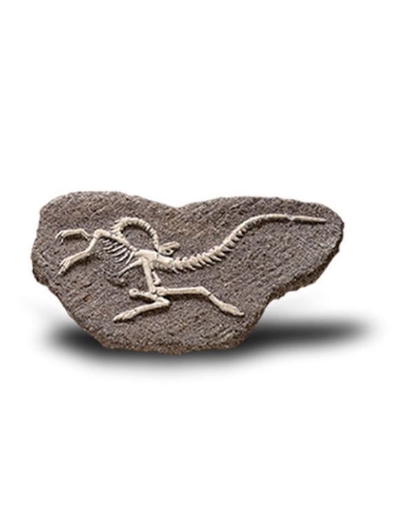Duży Szkielet Dinozaura Wykopalisko Na Kamieniu Bones More