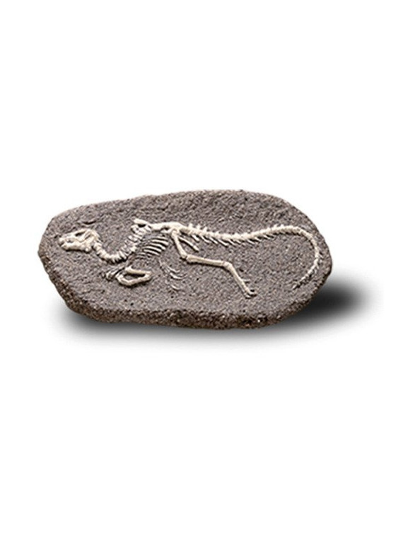Duży Szkielet Dinozaura Wykopalisko Na Kamieniu Bones More