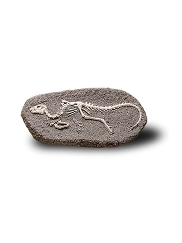 Duży Szkielet Dinozaura Wykopalisko Na Kamieniu Bones More