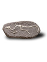 Duży Szkielet Dinozaura Wykopalisko Na Kamieniu Bones More