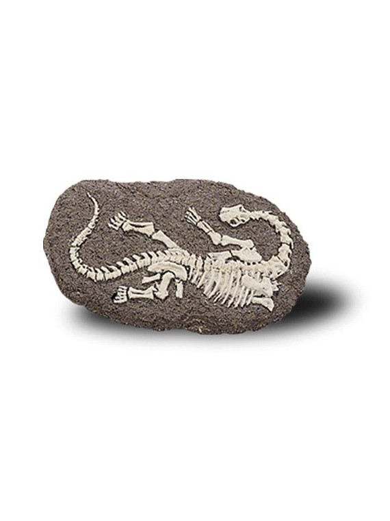 Duży Szkielet Dinozaura Wykopalisko Na Kamieniu Bones More