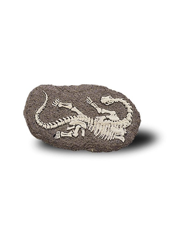Duży Szkielet Dinozaura Wykopalisko Na Kamieniu Bones More