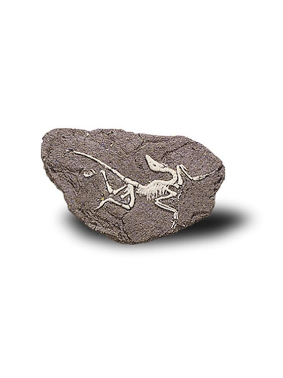 Duży Szkielet Dinozaura Wykopalisko Na Kamieniu Bones More