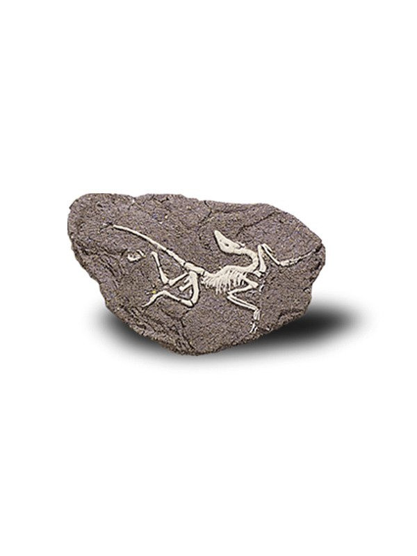 Duży Szkielet Dinozaura Wykopalisko Na Kamieniu Bones More