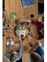 Puzzle Konturowe Madd Capp Wilk 300 Elementów