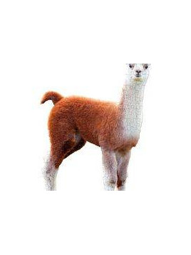 Puzzle konturowe dla dzieci - Madd Capp I Am Lil Llama 100 el