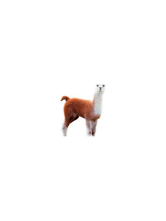 Puzzle konturowe dla dzieci - Madd Capp I Am Lil Llama 100 el