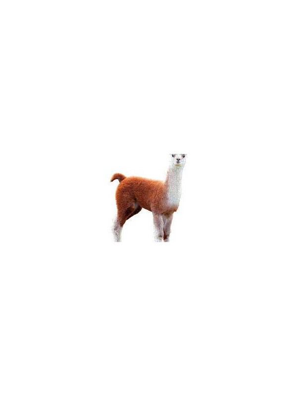 Puzzle konturowe dla dzieci - Madd Capp I Am Lil Llama 100 el