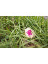 BS Toys, drewniana gra 4 w 1 Znajdź robaczka XL