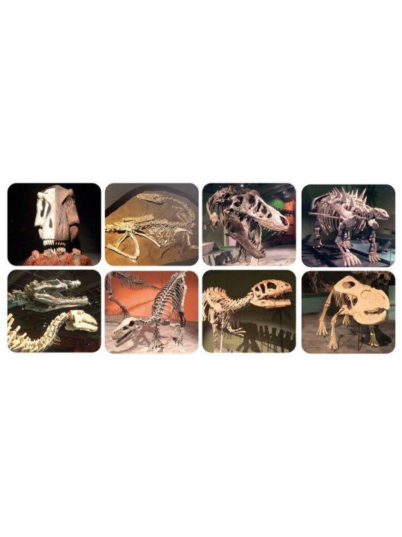 Projektor Latarka z Pojemnikiem Na Tarcze Dino XL